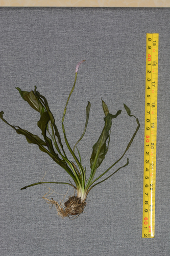 Image of Aponogeton natans by no rights reserved