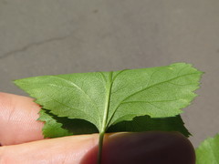 Crataegus pruinosa