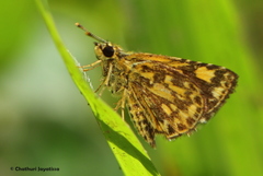 Ampittia dioscorides camertes