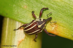 Sternuchopsis ceylonensis