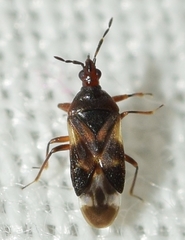Anthocoris nemoralis