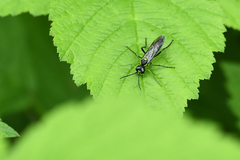 Tenthredo mesomela