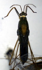 Gerris thoracicus