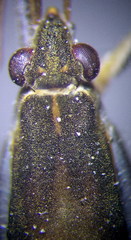Gerris thoracicus