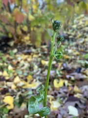 Picris hieracioides hieracioides