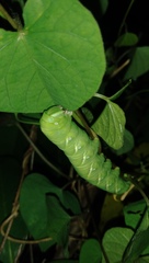 Agrius convolvuli