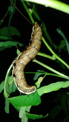 Agrius convolvuli