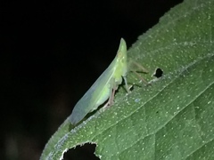 Rhynchomitra recurva