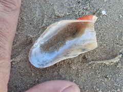 Modiolus americanus
