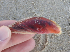 Modiolus americanus