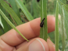 Plagiodera erythroptera