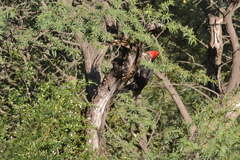 Dryocopus schulzii