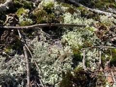 Cladonia caroliniana