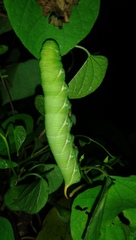 Agrius convolvuli