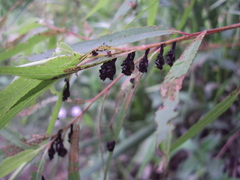 Plagiodera erythroptera