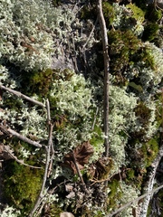 Cladonia caroliniana