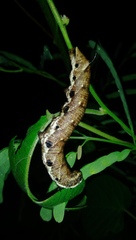Agrius convolvuli