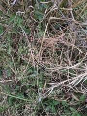 Eragrostis trichodes