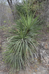 Yucca capensis