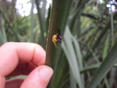Plagiodera erythroptera