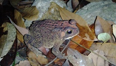 Duttaphrynus melanostictus