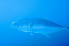 Carangoides