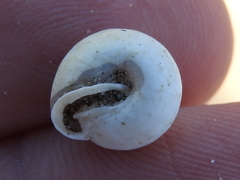 Euchemotrema leaii aliciae