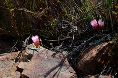 Syncarpha canescens tricolor