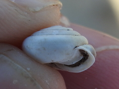 Euchemotrema leaii aliciae