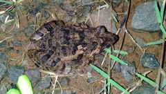 Fejervarya limnocharis