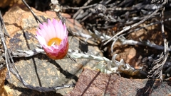 Syncarpha canescens tricolor