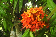 Saraca asoca
