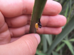 Plagiodera erythroptera