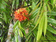 Saraca asoca