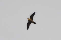 Falco peregrinus brookei