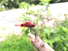 Urothemis signata