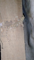 Hemidactylus platyurus