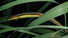 Takydromus sexlineatus