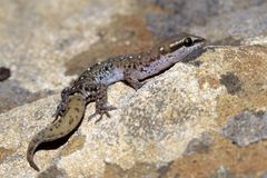 Saurodactylus harrisii