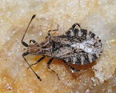 Arenocoris intermedius