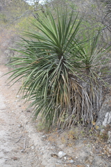 Yucca capensis