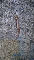 Subdoluseps bowringii