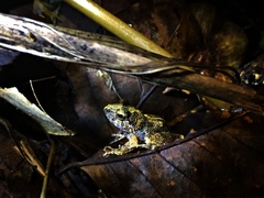 Platymantis dorsalis