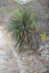 Yucca capensis