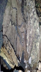 Hemidactylus frenatus