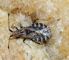 Arenocoris intermedius