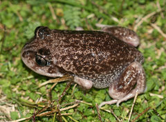 Sand Frog photo 3