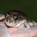 Sand Frog - Photo (c) Loxley Fedec, some rights reserved (CC BY-NC), uploaded by Loxley Fedec