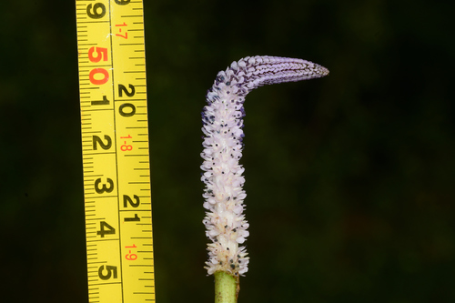 Aponogeton crispus Thunb.