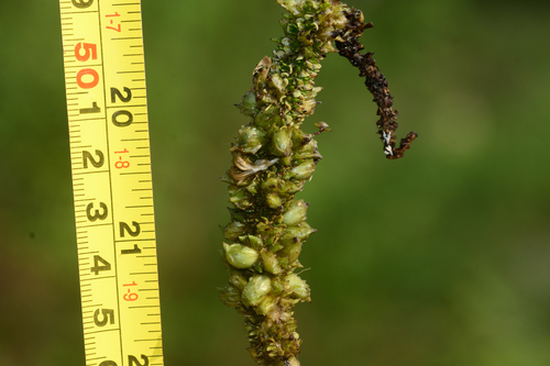 Aponogeton crispus, photograph 6